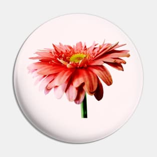 Pink Gerbera Daisy Side View Pin