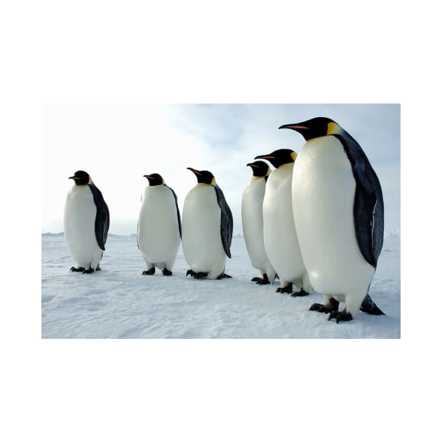 Lined Up Emperor Penguins Photograph by Bravuramedia