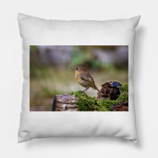 Juvenile Robin Pillow