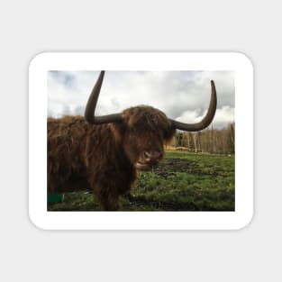 Scottish Highland Cattle Cow 2149 Magnet