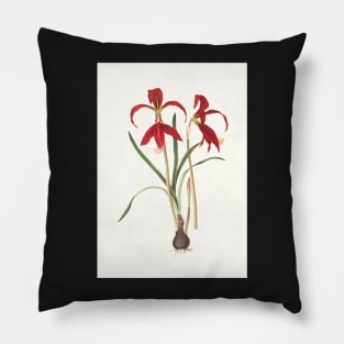 Aztec lilies - Sprekelia formosissima  - botanical illustration Pillow