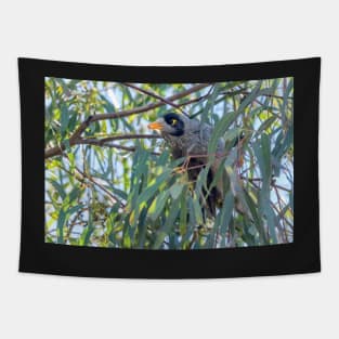 Noisy Miner 01 Tapestry