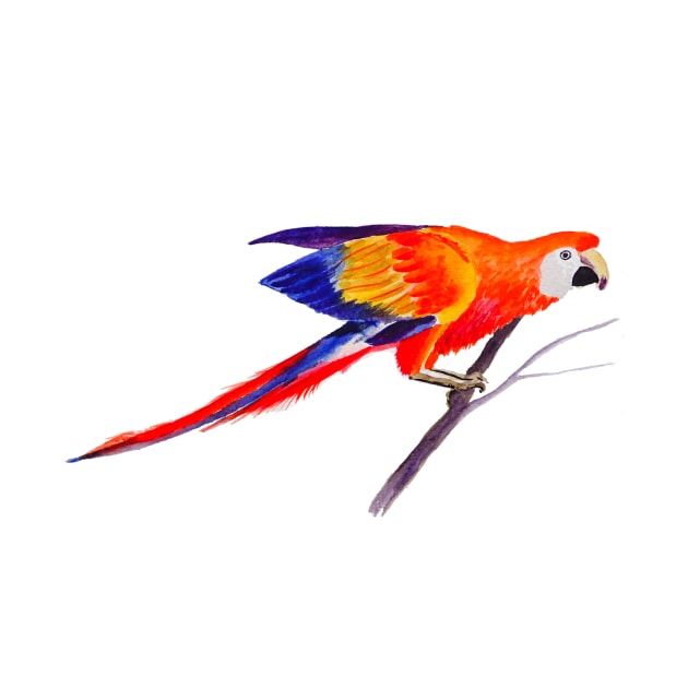 Orange and Blue Parrot Watercolor Painting by julyperson