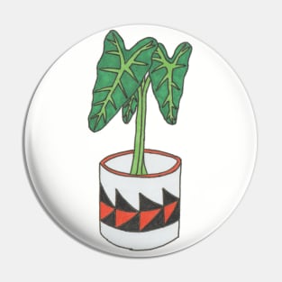 Colorful alocasia in pot Pin