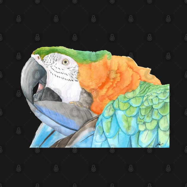 Harlequin hybird macaw watercolor - bird painting by Oranjade0122