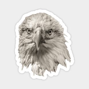 Bald Eagle head Magnet