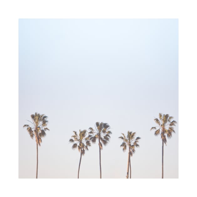 Palm Trees by JDP Designs