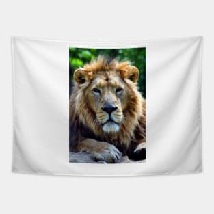 Asiatic Lion Panthera Leo Persica Big Cat Male Tapestry