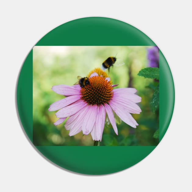 Echinacea Purpurea with Bees Pin by jojobob