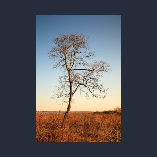 Lone Tree Silhouette by mcdonojj