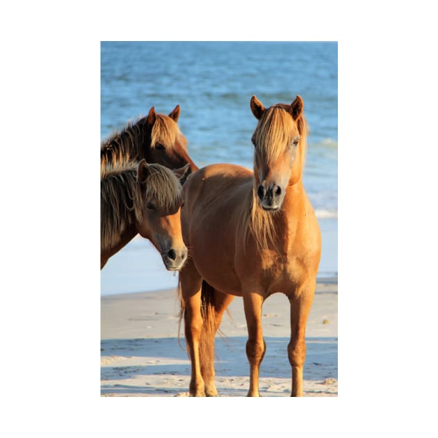 Assateague Beach Ponies Series - 01 by searchlight