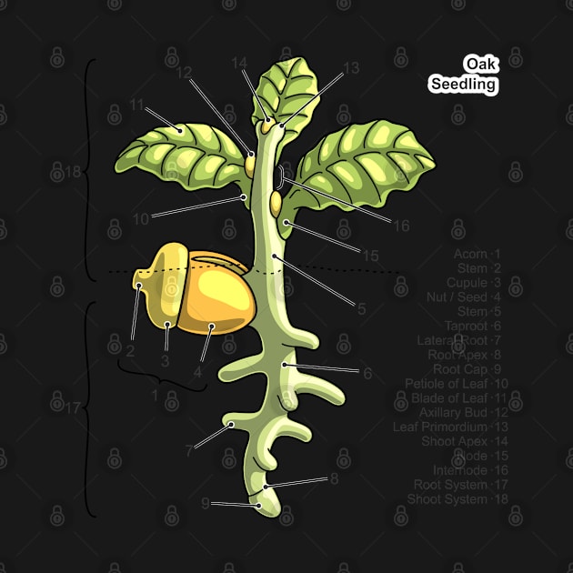 Oak Seedling Diagram by taylorcustom