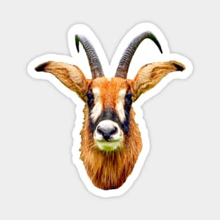 Roan Antilope Magnet