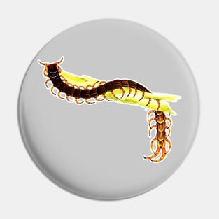 100 legged animal hunting centipede Pin