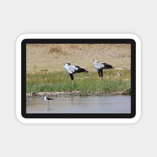 Pair of Secretary Birds,  Serengeti, Tanzania Magnet