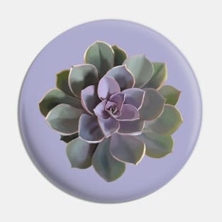 Echeveria // Perle Von Nurnberg V1 Pin