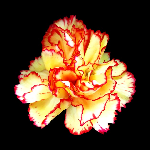 Carnations - Red-Tipped Yellow Carnation Closeup by SusanSavad