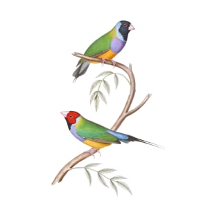 Gouldian Finch Endangered Bird Australian T-Shirt
