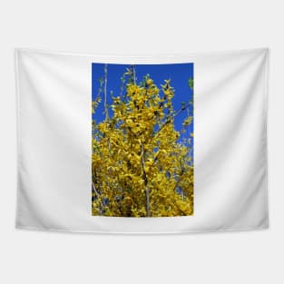 Yellow Forsythia tree in bloom Tapestry