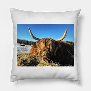 Scottish Highland Cattle Cow 2326 Pillow