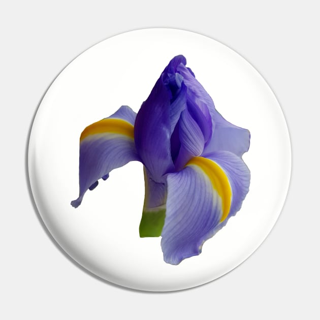 Blue Iris Floral Photo Pin by ellenhenryart