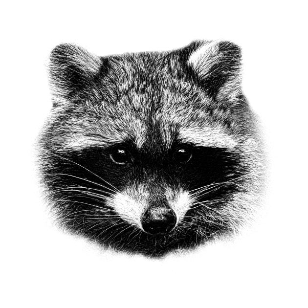 Raccoon by Guardi