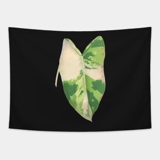 Alocasia Macrorrhiza varigated - Lemaire Tapestry