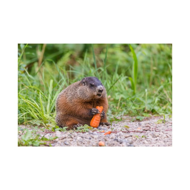 The Beaver and the carrot by josefpittner