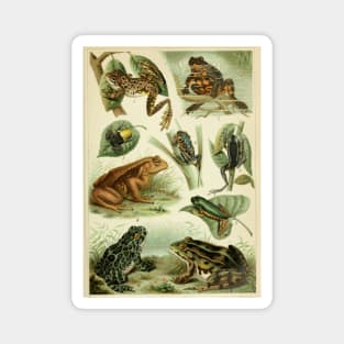 Frogs And Toads Magnet