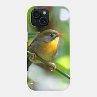 Close Encounter with a Male Pekin Robin Phone Case