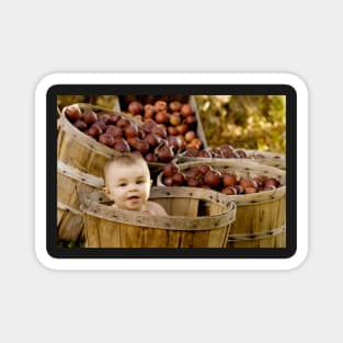 Picken Apples Magnet