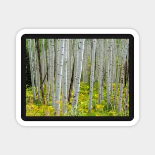 Aspen Trees Magnet