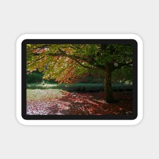 Autumn Colour, Bournemouth Gardens Magnet