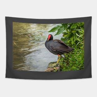 Common Gallinule at Edge of Water - Painterly Tapestry