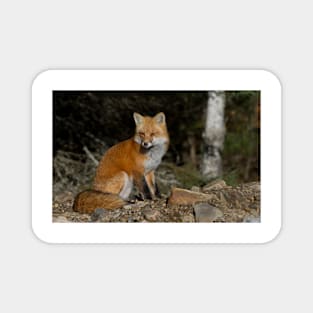 Red Fox - Algonquin Park, Canada Magnet