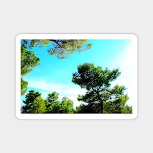 View from Montecassiano at pine trees with needles and cones Magnet