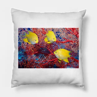 Golden damselfish (Z605/0772) Pillow