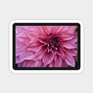 Impressive x dahlia botanical flower photograph Magnet