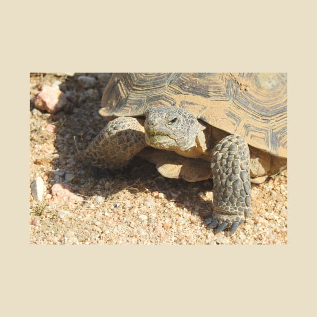 Desert tortoise, wildlife, reptiles, Desert Charmer by sandyo2ly