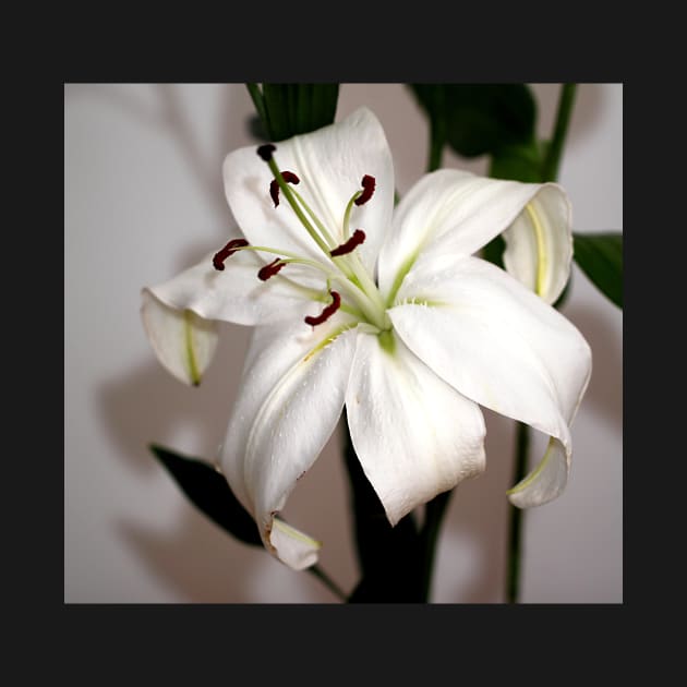 White Lily in Macro by Carole-Anne