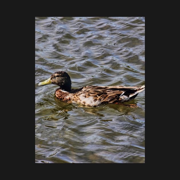 Female Mallard Duck by avrilharris