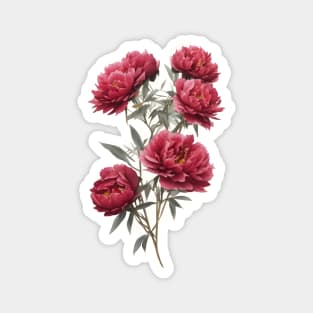 Pink peony flowers Magnet