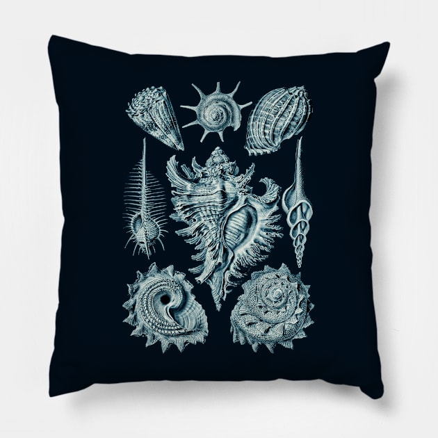 Ernst Haeckel Prosobranchia Sea Shells Cerulean Pillow by Scientistudio