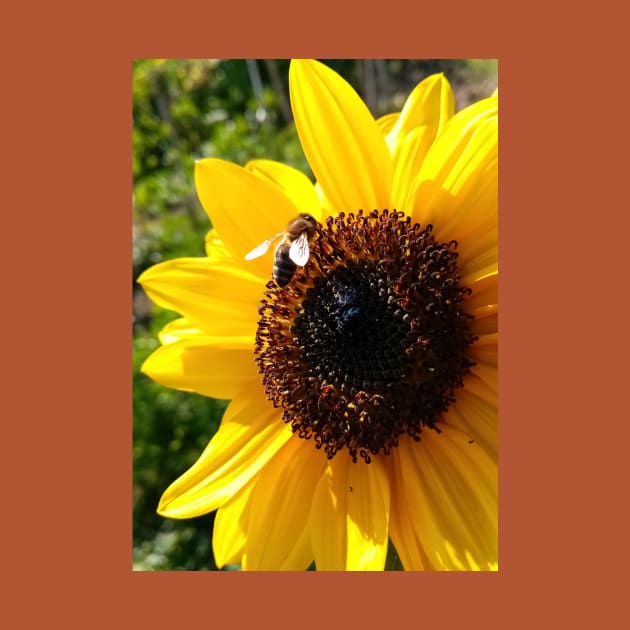 Sunflower and honeybee by Gaspar Avila