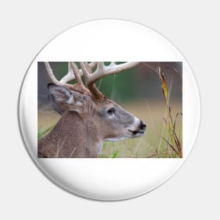 White-tailed buck, Quebec, Canada Pin