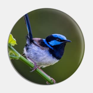 Australian Superb Fairy-Wren Pin