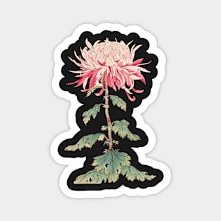 Pink Chrysanthemum 5 - Hasegawa - Traditional Japanese style - Botanical Illustration Magnet