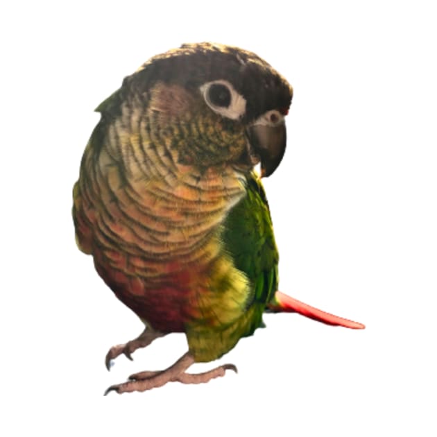 Green Cheek Conure Parrot Bird design, Love for birds by TatianaLG