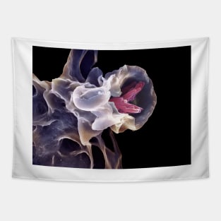 Macrophage engulfing TB bacteria, SEM (C006/6706) Tapestry