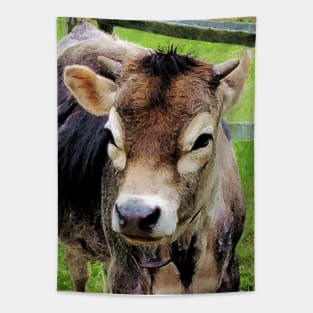 Cows - Calf Closeup Tapestry